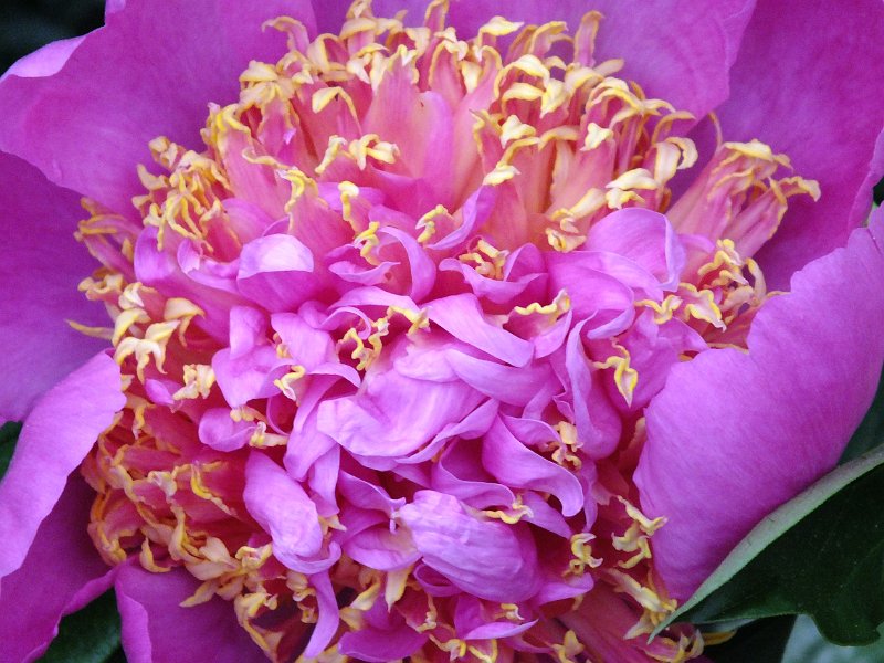 peony14j (7)